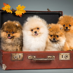 Jigsaw puzzle: Dogs in a suitcase