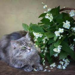 Jigsaw puzzle:  Masyanya and a bouquet of jasmine