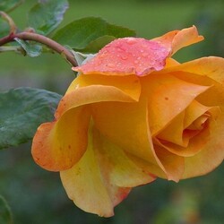 Jigsaw puzzle: the Rose