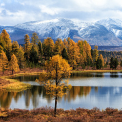 Jigsaw puzzle: Autumn Altai. Lake Kidelu