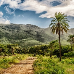 Jigsaw puzzle: Landscape with palm trees