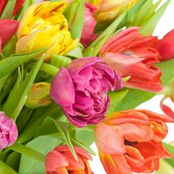 Jigsaw puzzle: Tulips