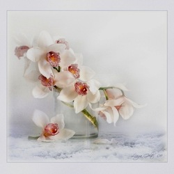 Jigsaw puzzle: Delicate orchid
