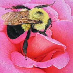 Jigsaw puzzle: Passion of the Bumblebee