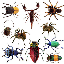 Jigsaw puzzle: Spider bugs