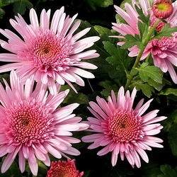 Jigsaw puzzle: Chrysanthemums in the garden