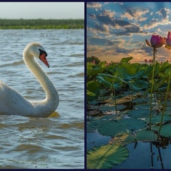 Jigsaw puzzle: In the lower reaches of the Volga delta