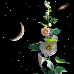 Jigsaw puzzle: Mallow under the moon
