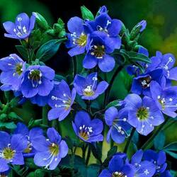 Jigsaw puzzle: Little blue flower