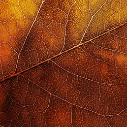 Jigsaw puzzle: Autumn leaf