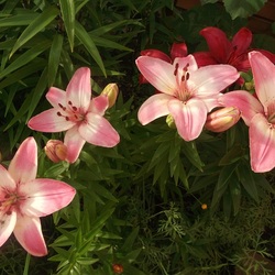 Jigsaw puzzle: Northern lilies