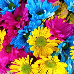 Jigsaw puzzle: Multicolored chrysanthemums