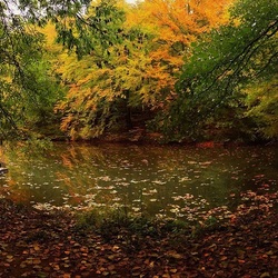 Jigsaw puzzle: Leaf fall by the pond