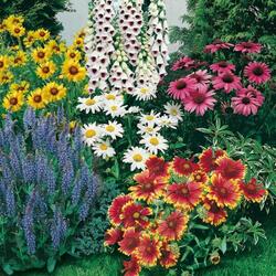 Jigsaw puzzle: Blooming flower bed