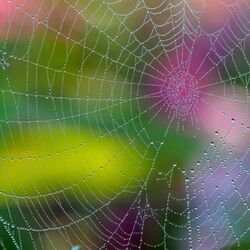 Jigsaw puzzle: Cobweb in droplets