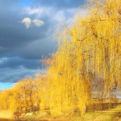 Jigsaw puzzle: Weeping willows