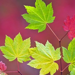 Jigsaw puzzle: Maple branch