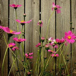 Jigsaw puzzle: Flowers by the fence