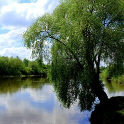 Jigsaw puzzle: Weeping willow