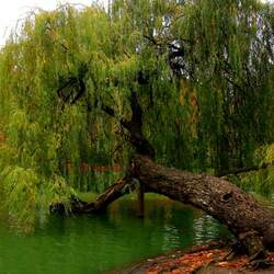 Jigsaw puzzle: Weeping willow