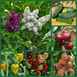 Jigsaw puzzle: Whether in the garden, in the garden