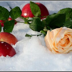 Jigsaw puzzle: Apples in the snow