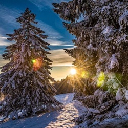 Jigsaw puzzle: Snow covered fir trees
