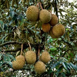 Jigsaw puzzle: Durian