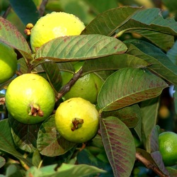 Jigsaw puzzle: Guava
