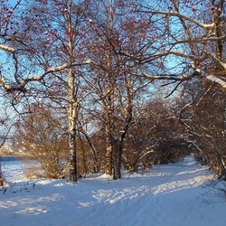 Jigsaw puzzle: Winter day