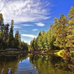 Jigsaw puzzle: Pond in the forest