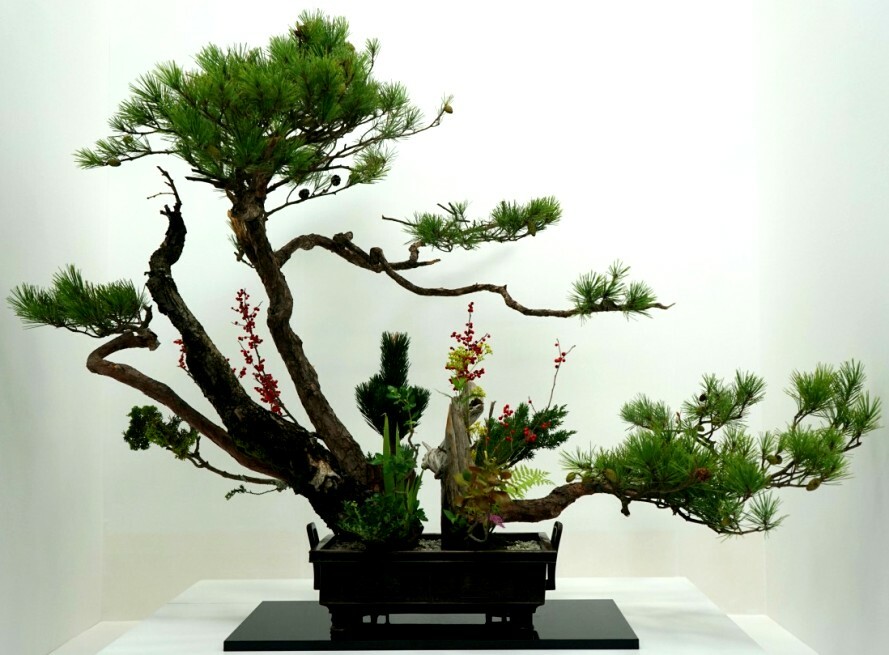Jigsaw puzzle «Bonsai» solve jigsaw puzzles online PuzzleIt