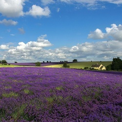 Jigsaw puzzle: Lavender field