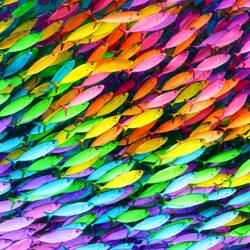 Jigsaw puzzle: Rainbow fish