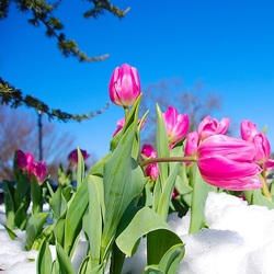 Jigsaw puzzle: Tulips in the snow