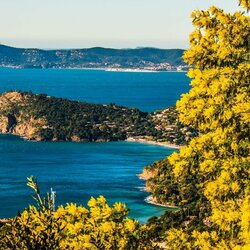 Jigsaw puzzle: Mimosas over the blue bay