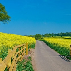 Jigsaw puzzle: Summer in the countryside