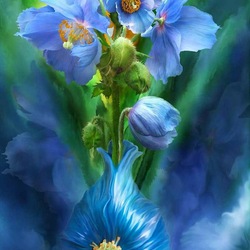Jigsaw puzzle: Blue poppies