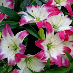 Jigsaw puzzle: Lilies in bloom