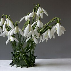 Jigsaw puzzle: Snowdrops
