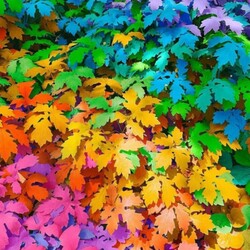 Jigsaw puzzle: Multicolored leaves