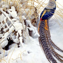 Jigsaw puzzle: Lady Amherst's pheasant