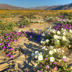 Jigsaw puzzle: Desert in bloom