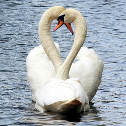 Jigsaw puzzle: Swan heart