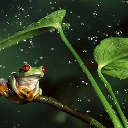 Jigsaw puzzle: Frog