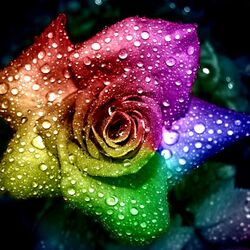 Jigsaw puzzle: Multicolored rose