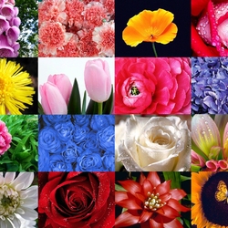 Jigsaw puzzle: World of flowers