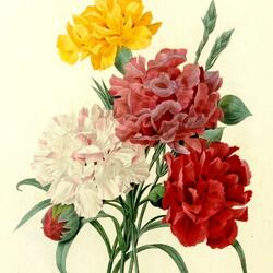 Jigsaw puzzle: Carnation bouquet