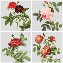Jigsaw puzzle: Roses of Marie Antoinette