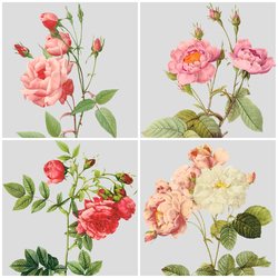 Jigsaw puzzle: Roses of Marie Antoinette